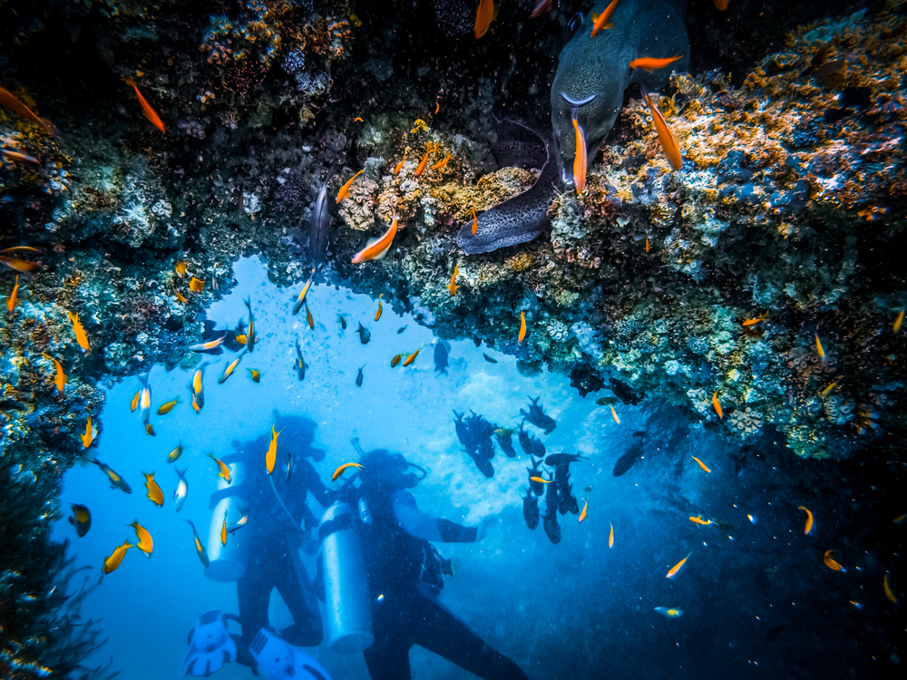 gå Efterår at fortsætte Indholdsrige dykker rejser Kap Verde - Globetrotting
