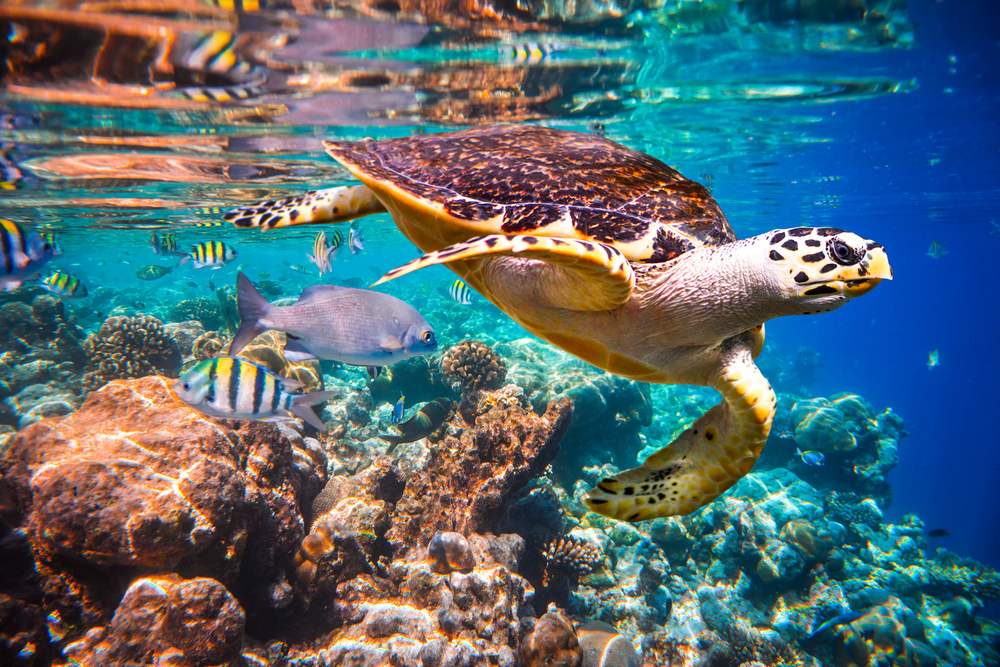Maldiverne – Oplev det fantastiske marineliv